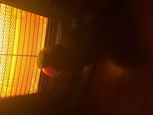 愛鳥さんの写真