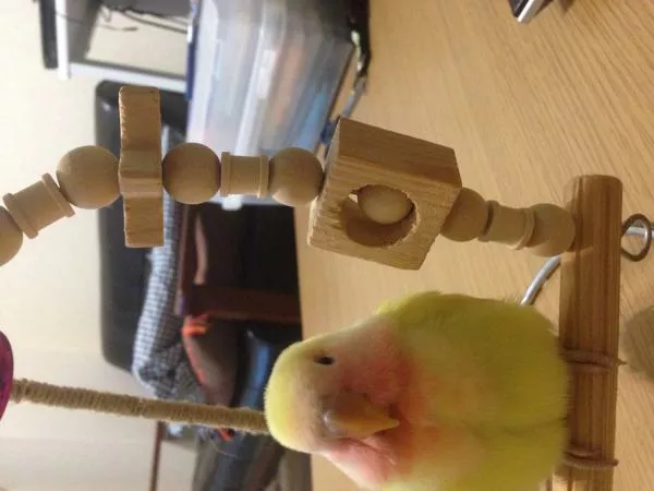 愛鳥さんの写真