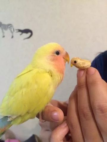 愛鳥さんの写真