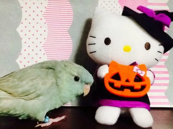 愛鳥さんの写真