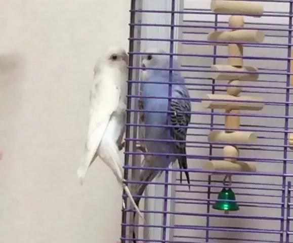 愛鳥さんの写真