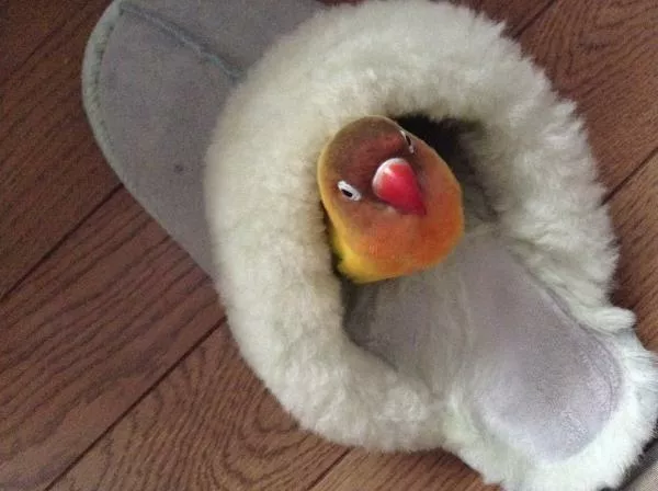 愛鳥さんの写真