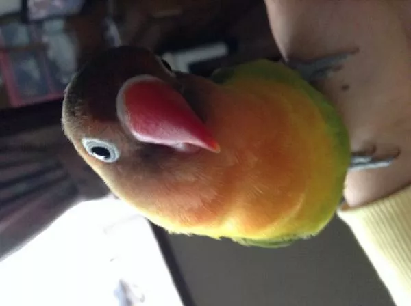 愛鳥さんの写真