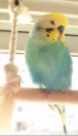 愛鳥さんの写真