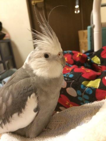 愛鳥さんの写真
