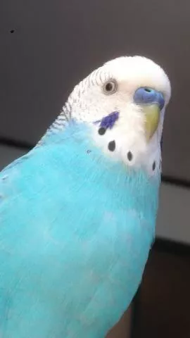 愛鳥さんの写真