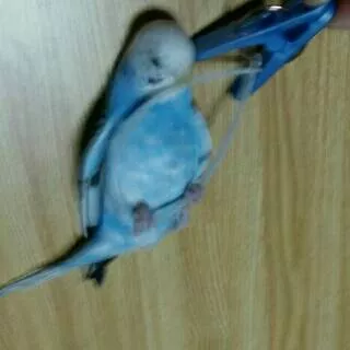 愛鳥さんの写真