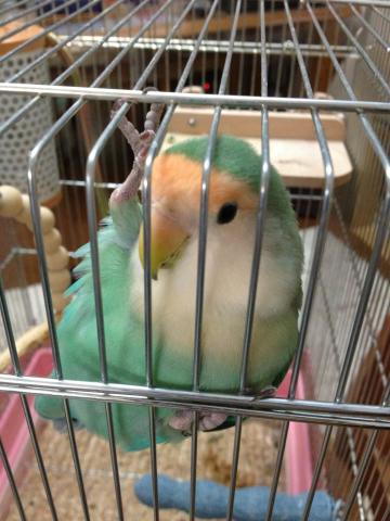 愛鳥さんの写真
