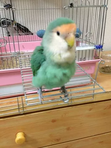 愛鳥さんの写真