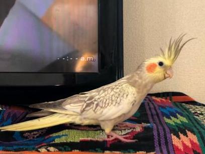 愛鳥さんの写真
