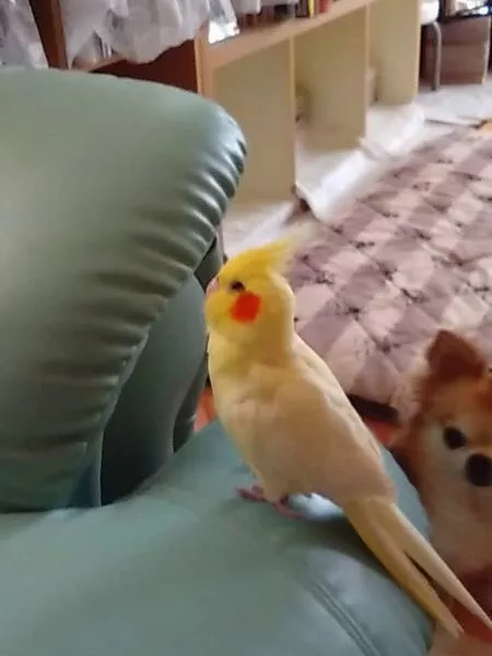 愛鳥さんの写真