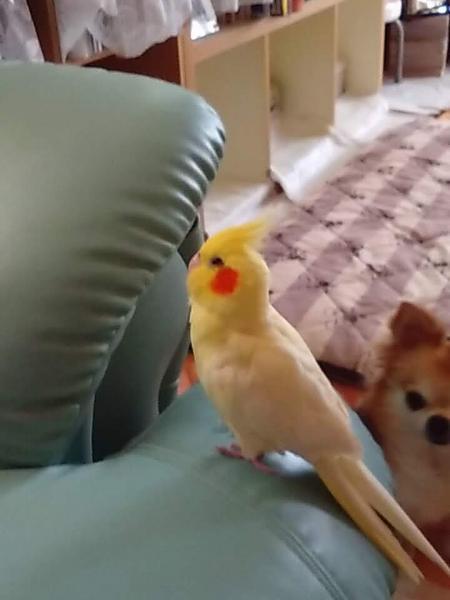 愛鳥さんの写真