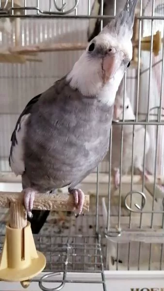 愛鳥さんの写真