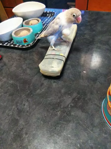 愛鳥さんの写真