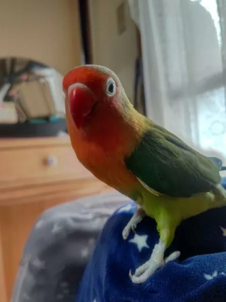 愛鳥さんの写真