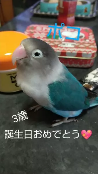愛鳥さんの写真