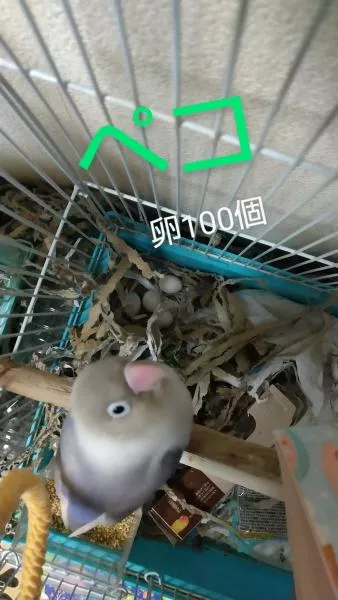 愛鳥さんの写真