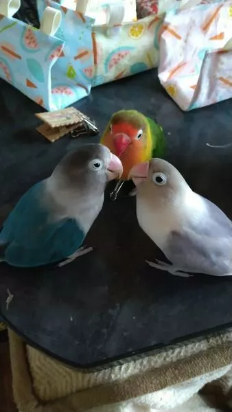 愛鳥さんの写真