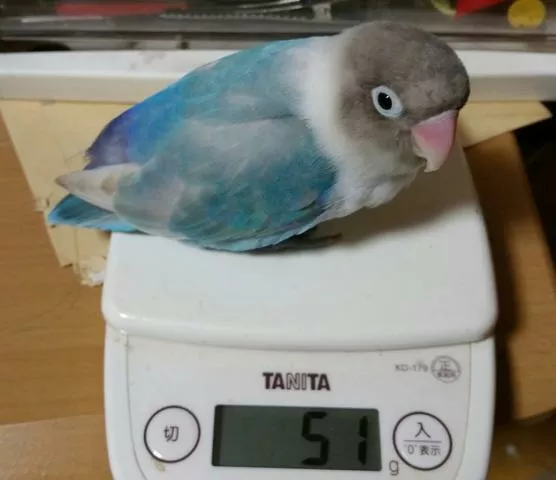 愛鳥さんの写真