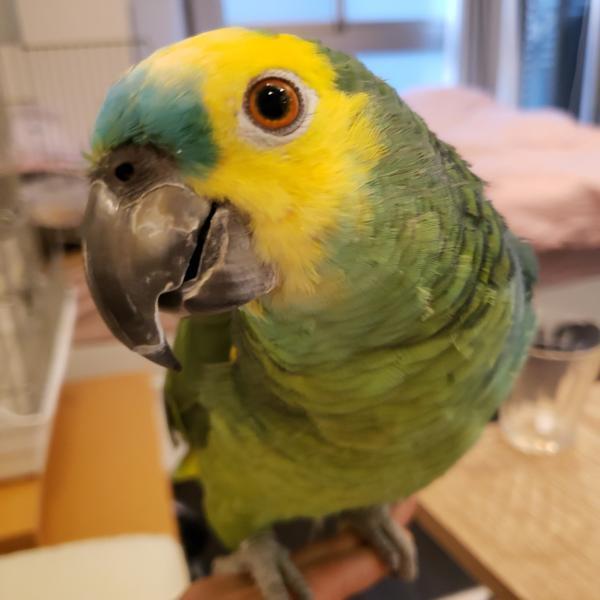 愛鳥さんの写真