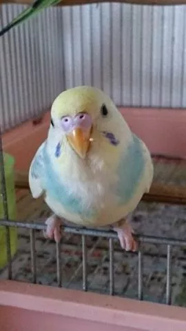 愛鳥さんの写真