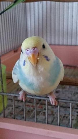 愛鳥さんの写真