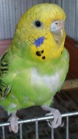 愛鳥さんの写真