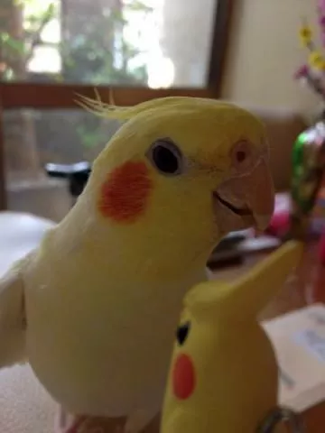 愛鳥さんの写真