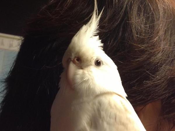 愛鳥さんの写真