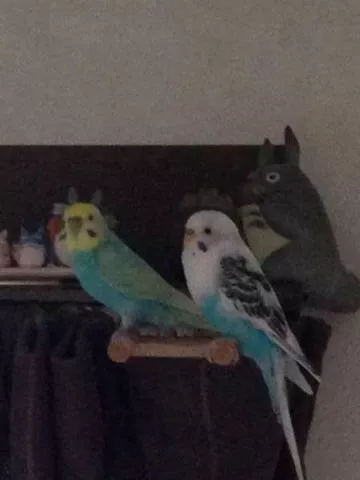 愛鳥さんの写真