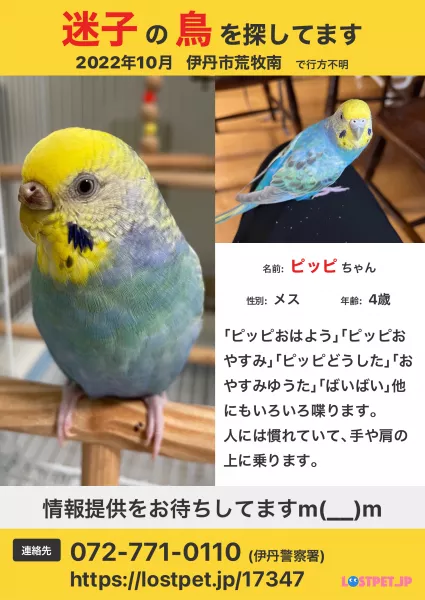 愛鳥さんの写真