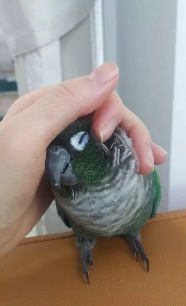 愛鳥さんの写真