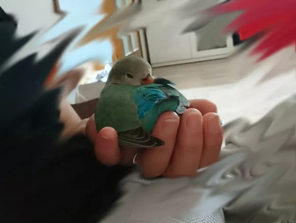 愛鳥さんの写真