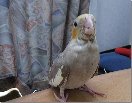 愛鳥さんの写真