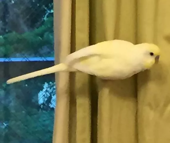 愛鳥さんの写真