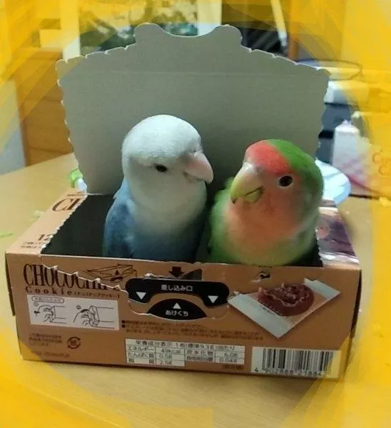 愛鳥さんの写真