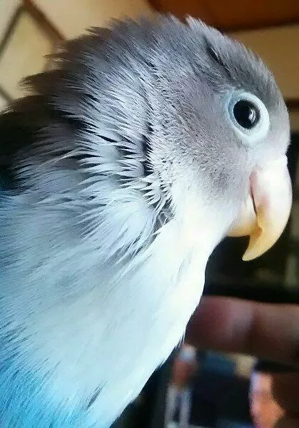 愛鳥さんの写真