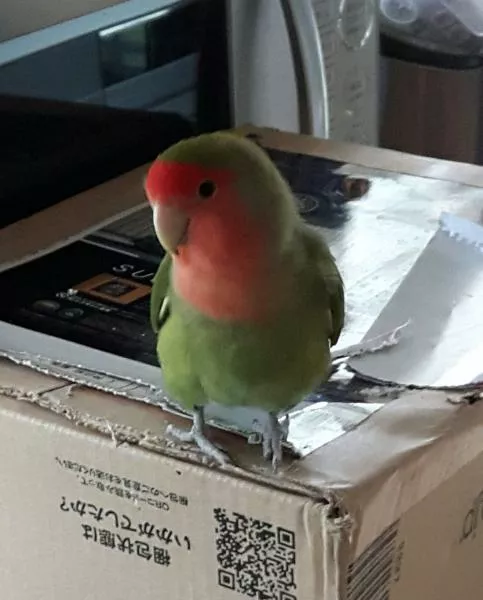 愛鳥さんの写真