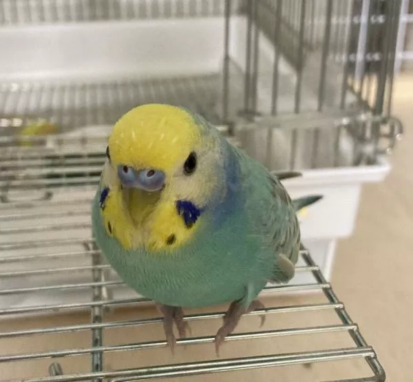 里親募集の写真