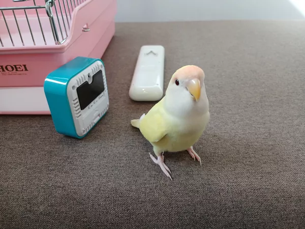 里親募集の画像