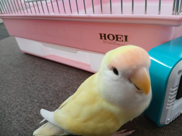 里親募集の画像