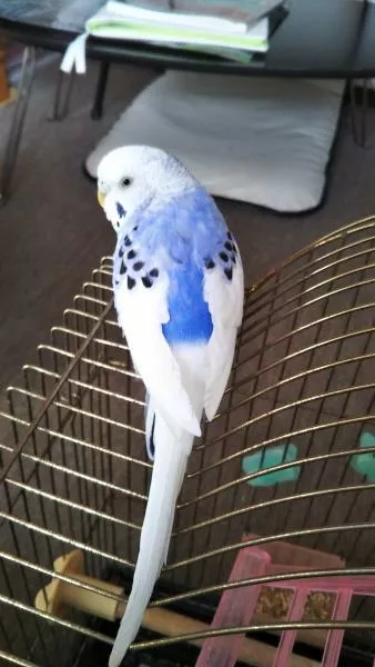 里親募集の画像