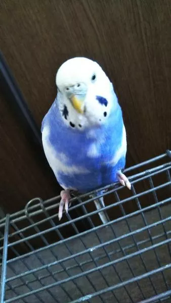 里親募集の写真