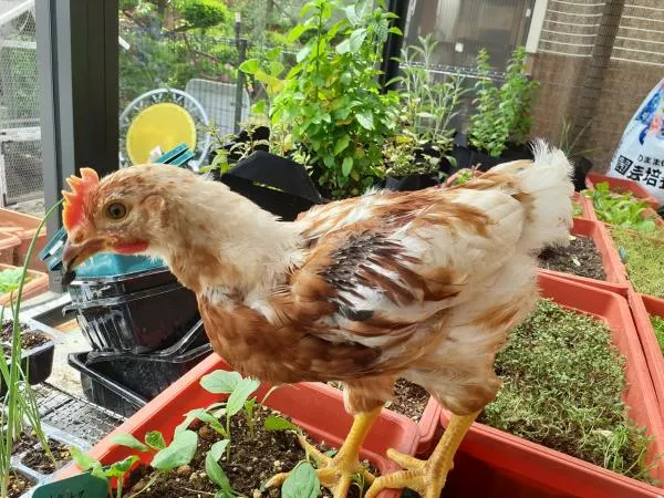 里親募集の写真