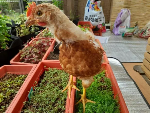 里親募集の画像