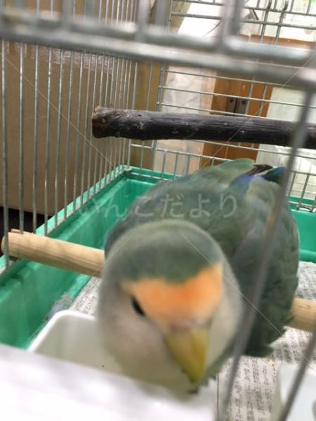 保護鳥の写真