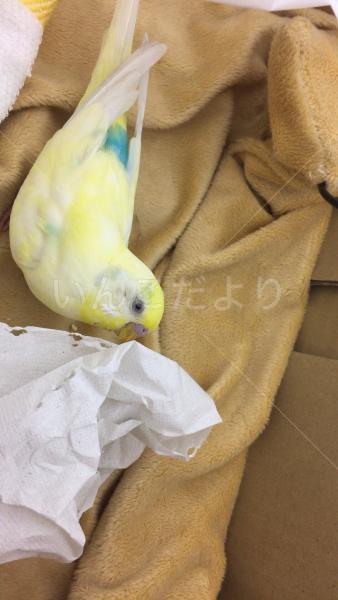 保護鳥の写真