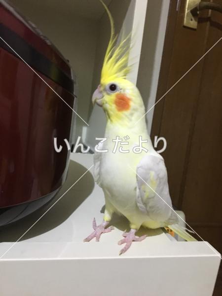 迷い鳥の写真