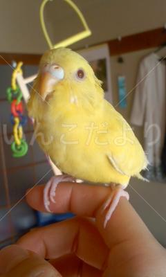 迷い鳥の写真