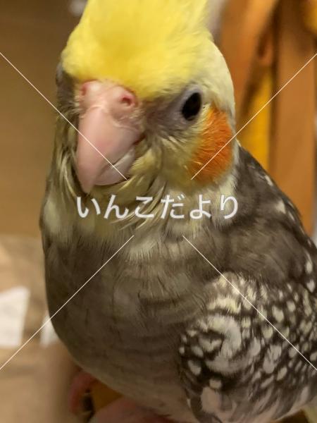 迷い鳥の写真